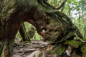 Fototapeta premium A giant tree's sprawling roots form a natural arch over a mossy forest path, creating an enchanting scene.