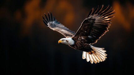 Fototapeta premium Dramatic Powerful Shot of a Majestic Eagle Diving Swiftly Towards its Prey Showcasing the Grace and Intensity of the Predatory Bird in Flight