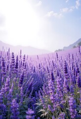 Fototapeta premium Lavender Field Basking in Soft Sunlight