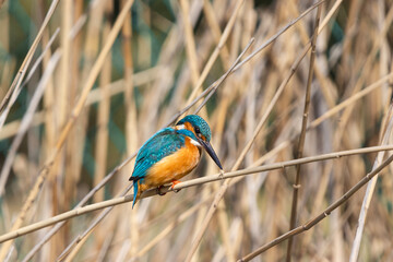 A vibrant kingfisher perched on slender, pale reeds.