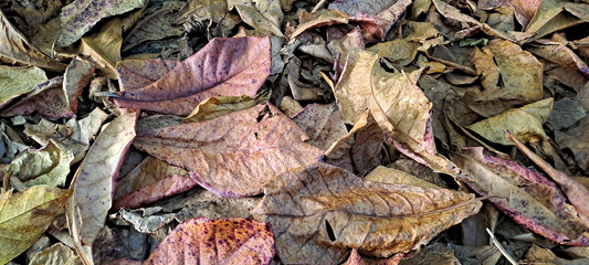 dry leaves from scattered teak trees	