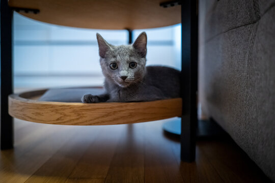 A fluffy gray kitten curiously peeks from underneath a wooden shelf in a cozy home setting.