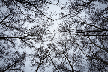 A captivating view of leafless trees reaching up towards a soft, cloudy sky.