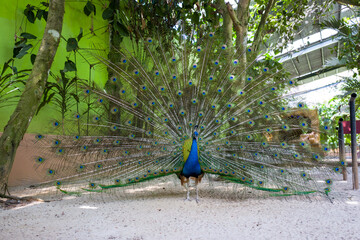 Obraz premium Majestic peacock displaying its vibrant, iridescent tail feathers in a tropical garden.