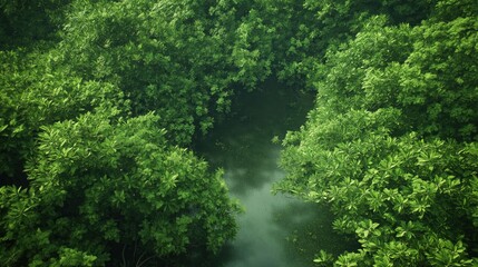 Lush Green Forest Canopy With Light Particle Shower