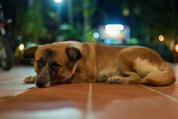 A weary brown dog rests peacefully on a tiled ground at night, the city lights softly blurring in the background.