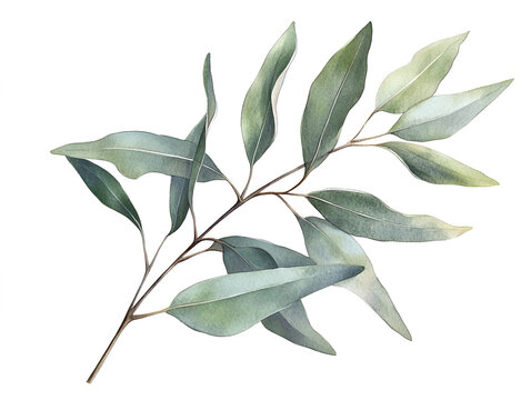 Eucalyptus Branch Watercolor: A delicate yet vibrant watercolor illustration of a eucalyptus branch with its distinctive blue-green leaves.