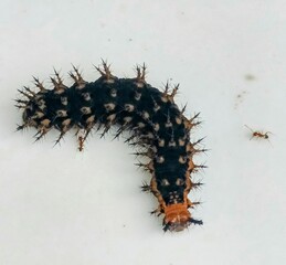 caterpillar on a branch
