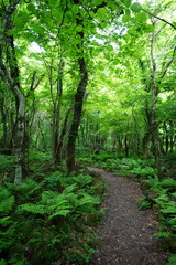 refreshing spring forest and fine path
