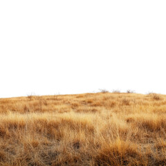 field of dried grass in savanna landscape with clear sky