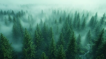 Fototapeta premium Misty evergreen forest aerial view.