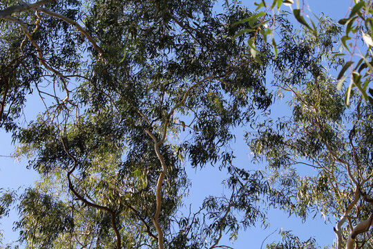 Low-angle shot of a Eucalyptus tree canopy against a clear blue sky background