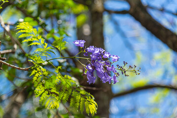 Purple flower of Jacaranda mimosifolia tree.