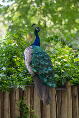 Obraz premium peacock in the park