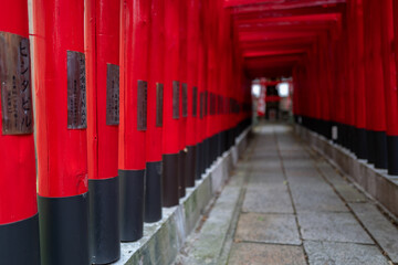 Fototapeta premium A captivating pathway of vibrant red torii gates leads to a serene Japanese shrine, promising tranquility and cultural exploration.
