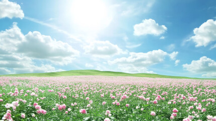 Fototapeta premium sunny field of pink flowers under blue sky