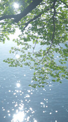Sunlight sparkles on water under leafy branches