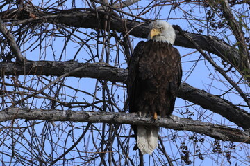 INJURED BALD EAGLE IN A TREE