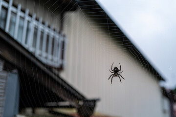 A spider patiently waits in the center of its web, delicately spun across a softly blurred house...