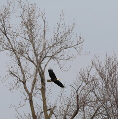 Bald Eagle Flying