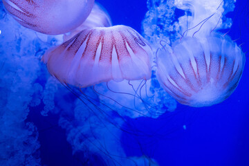 Mesmerizing jellyfish gracefully drift in a deep blue ocean, their translucent bodies glowing with soft pink hues. © Pierre