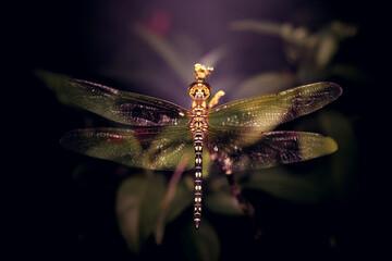 Hydrobasileus brevistylus is a species of dragonfly in the family Libellulidae, known as the water prince.
