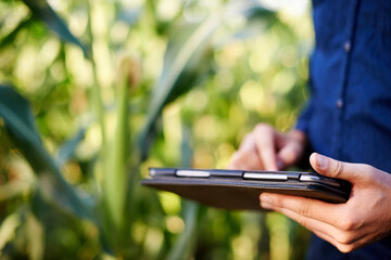 Farming, hands and man in corn field with tablet for research, growth and agro management. Nature, inspection and farmer on digital app for sustainable agriculture, quality control and permaculture
