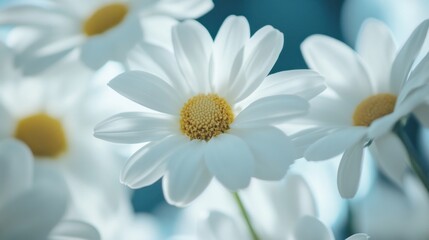 Serene Bloom: Close-Up of Delicate White Daisies