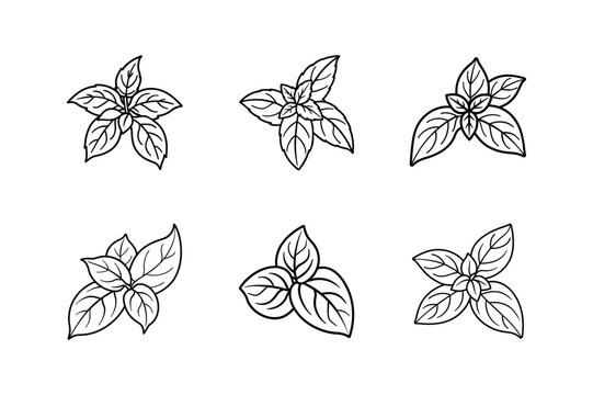 basil line art vector illustration