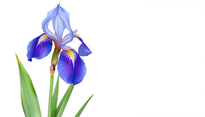Iris pallida blue flower plant cut out and isolated on a white background, png stock photo file cut out and isolated on a transparent background, watercolor. isolated with white shades