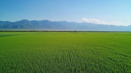 Obraz premium Lush green rice paddy field, aerial view, mountain backdrop, agricultural landscape
