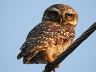A spotted owl with sharp eyes sits on the wire and watches you.