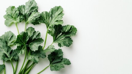 Obraz premium Fresh cilantro sprigs on white, minimalist background, food styling, recipe
