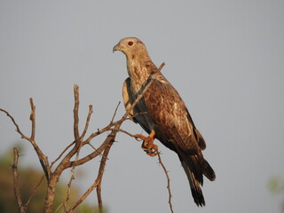 bird of prey