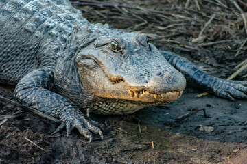 American Alligator at Donnelley WMA