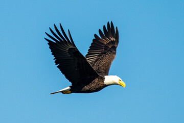 Bald Eagle in flight in South Carolina