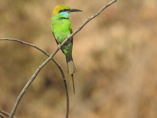 bee-eater perched on a branch