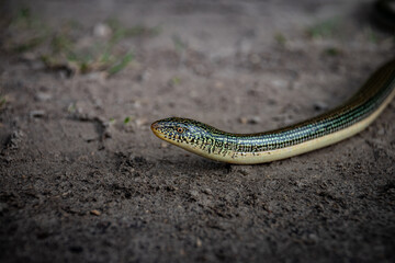 Eastern Glass Lizard in the ACE Basin