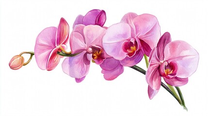 Watercolor Sketch Illustration of Delicate Pink Phalaenopsis Orchid with Veined Petals, Stem, and Broad Leaves