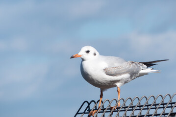 冬の美しい使者　琵琶湖のユリカモメ　滋賀県大津市浜大津港　