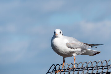Fototapeta premium 冬の美しい使者 琵琶湖のユリカモメ 滋賀県大津市浜大津港 
