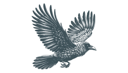 crow vector, raven vector