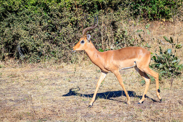 Running impala