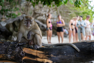 Obraz premium A curious crab-eating macaque sits on a log at the beach, watching tourists enjoying their summer vacation.