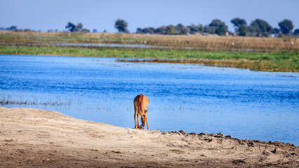Antelope by the river