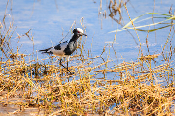 Blacksmith Lapwing