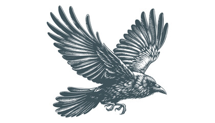 crow vector, raven vector