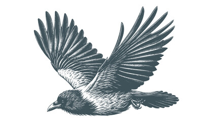 crow vector, raven vector