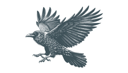 crow vector, raven vector