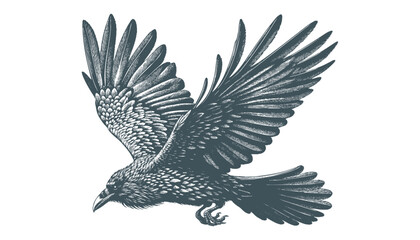 Fototapeta premium crow vector, raven vector